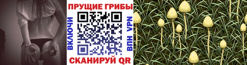 это официальный сайт Краснознаменск Псилоцибиновые грибы GOLDEN TEACHER что такое наркотик